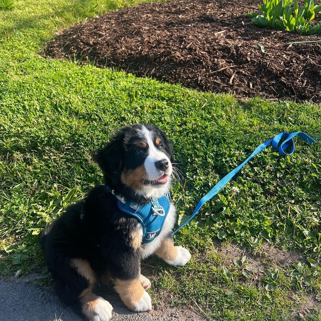 beau.the.bernie_349586138_1371224866771377_7077432529601819362_n