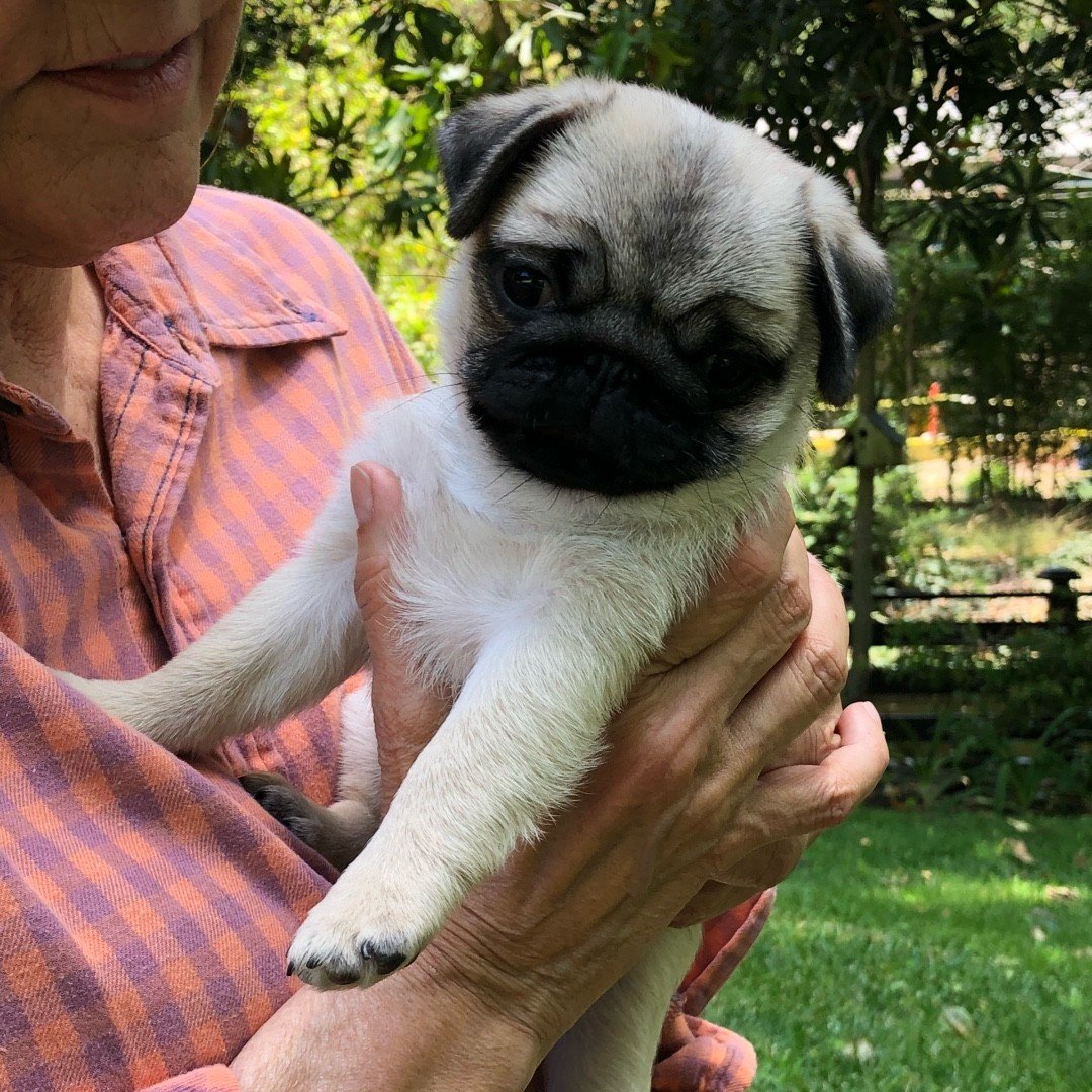 biscuit_the_pug_puppy_1529976233_1809894283979566946_8089278364