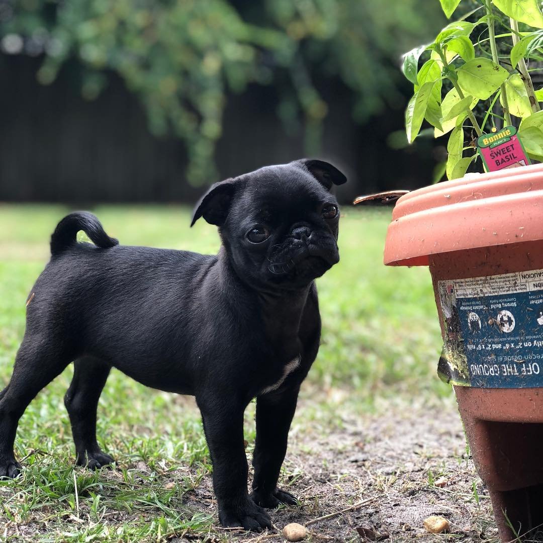 blue_thepugpuppy_1529608092_1806806095463450476_8008887301