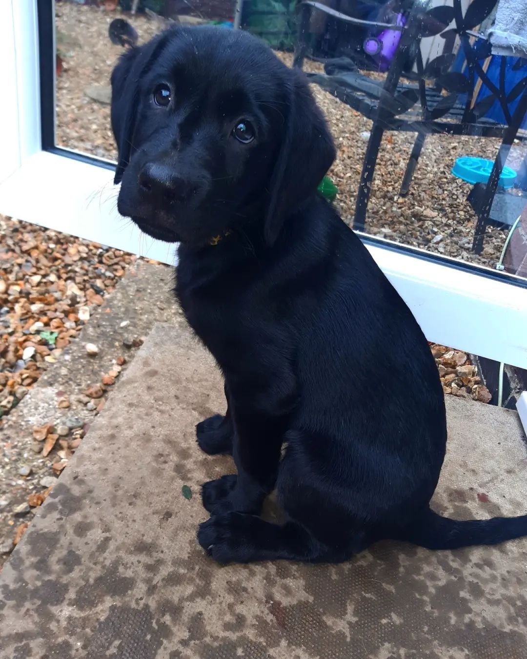 bonniethebigblacklab_246194562_226739372716322_5233105052611271299_n.webp