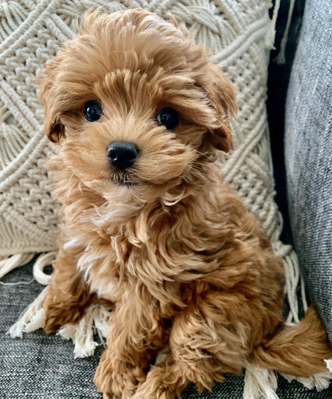 chasethetoymaltipoo_91705990_157552119051076_756187594567292205_n