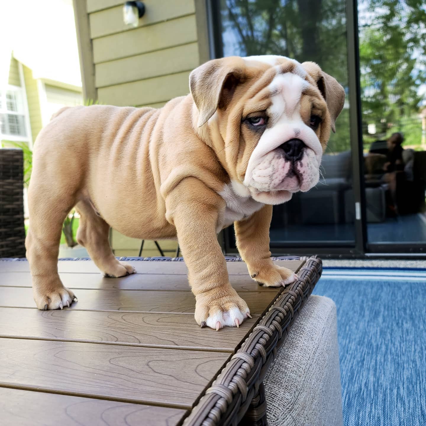 churro.thebulldog_1640233032_2734795349782509996_36195044305
