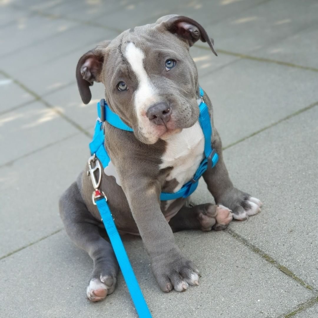 cj_theamericanbully_120934597_340439773708789_569131063722983069_n