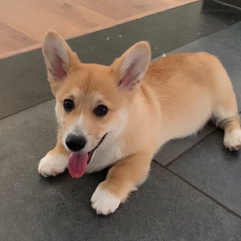 felan.the.corgi_1603352297_2425417319244582489_42171075758
