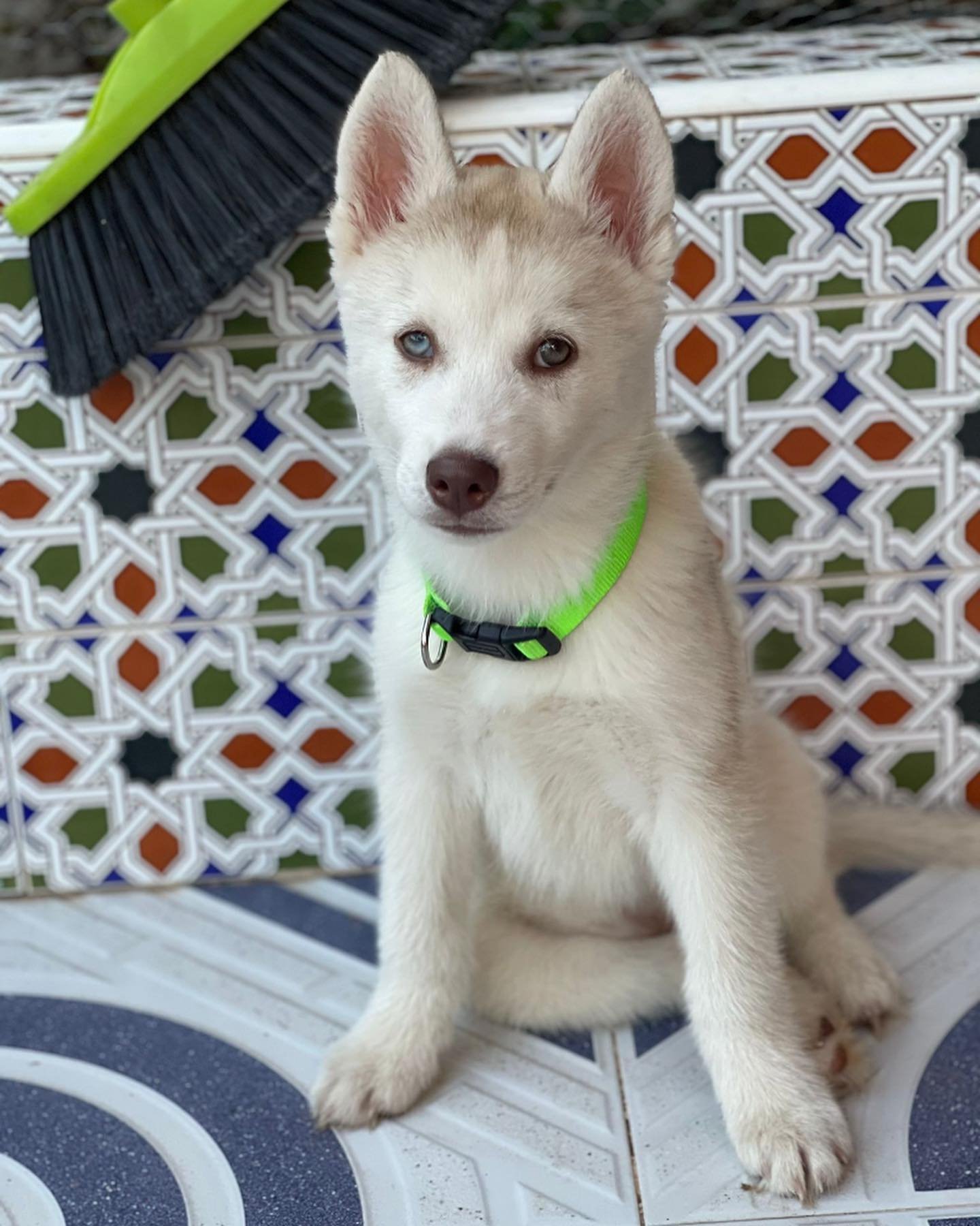 huskyruleofrose_1687272126_3129387868455391855_7397950787