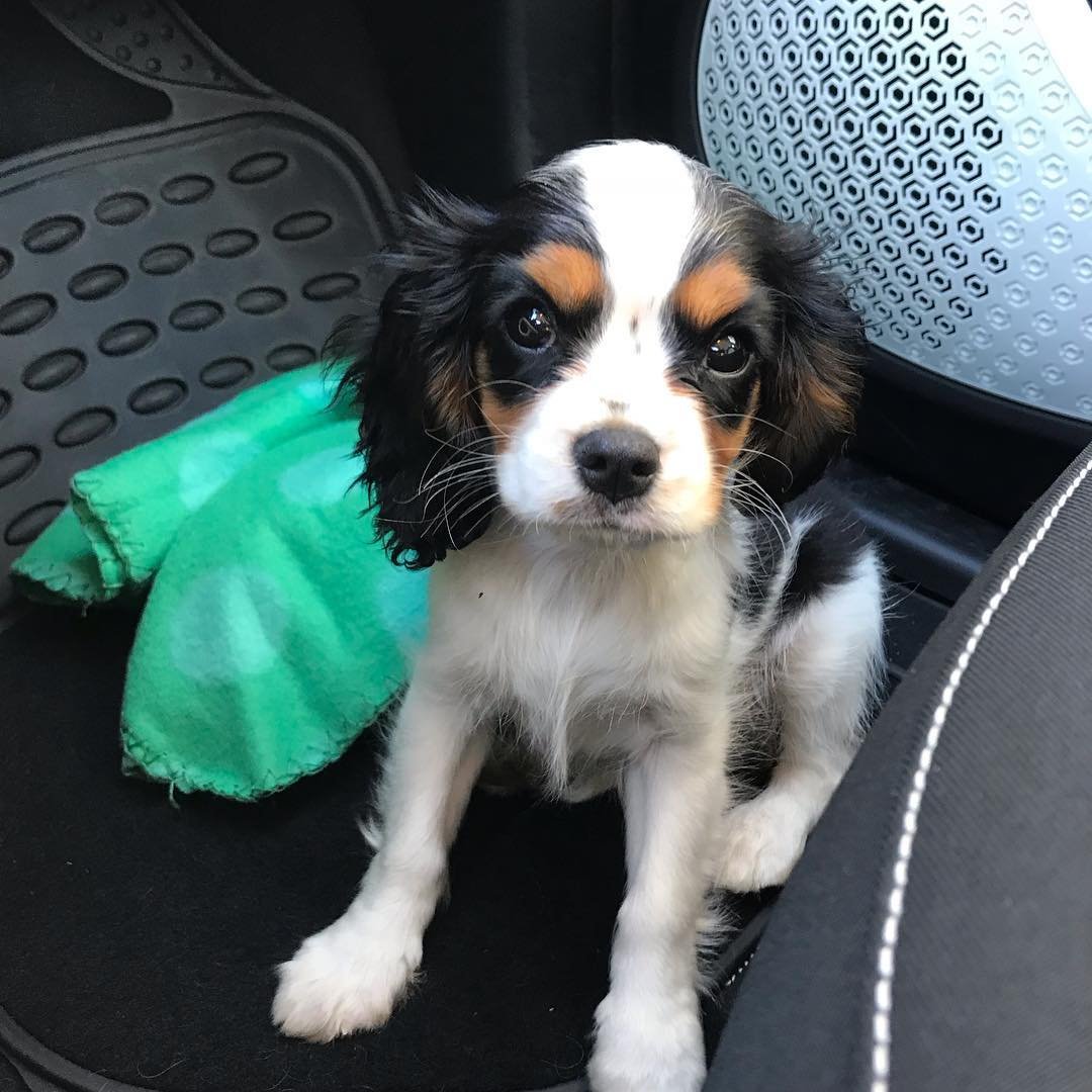 julie.the.cavalier_42003477_406014773263200_1525431104584857926_n