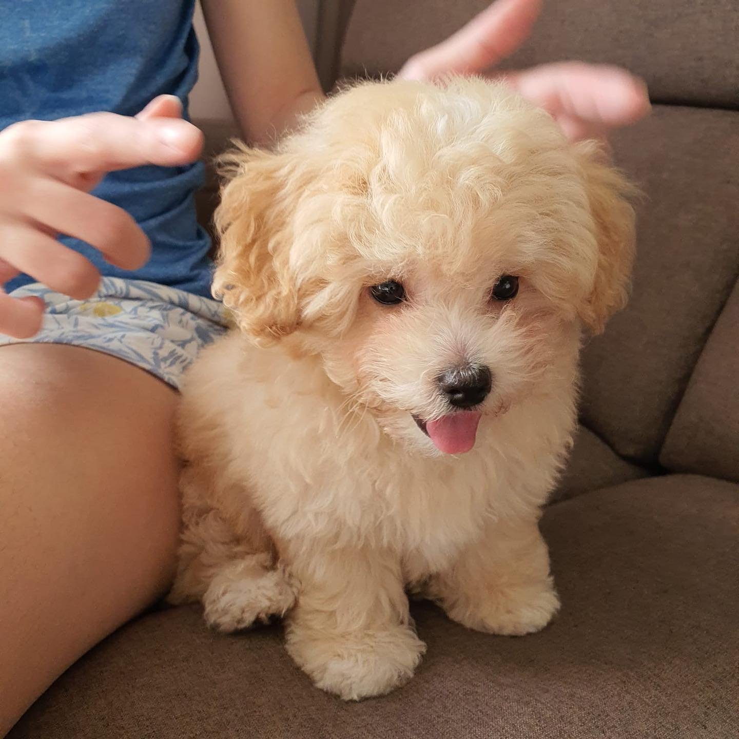 lokidoggiee_206352732_215919230254276_2038645592229011782_n
