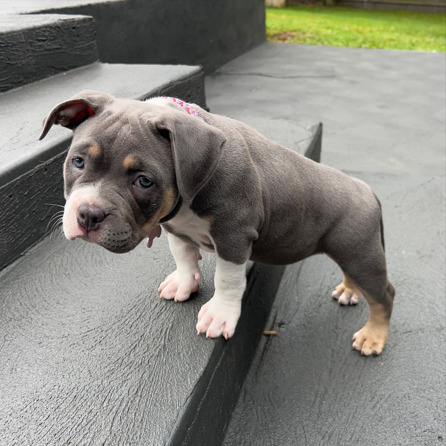 lola.the.american.bully_1738064680_3555466692040546825_64207561057