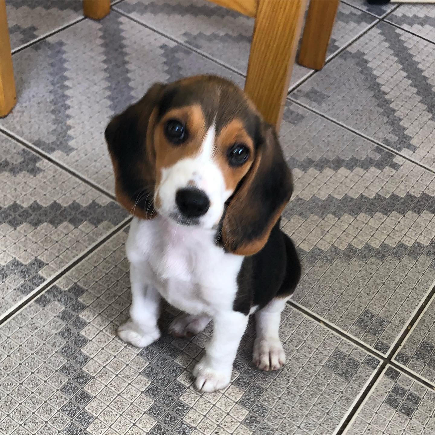 lunathebeagle_official_1565617482_2108874752885137942_18011838352