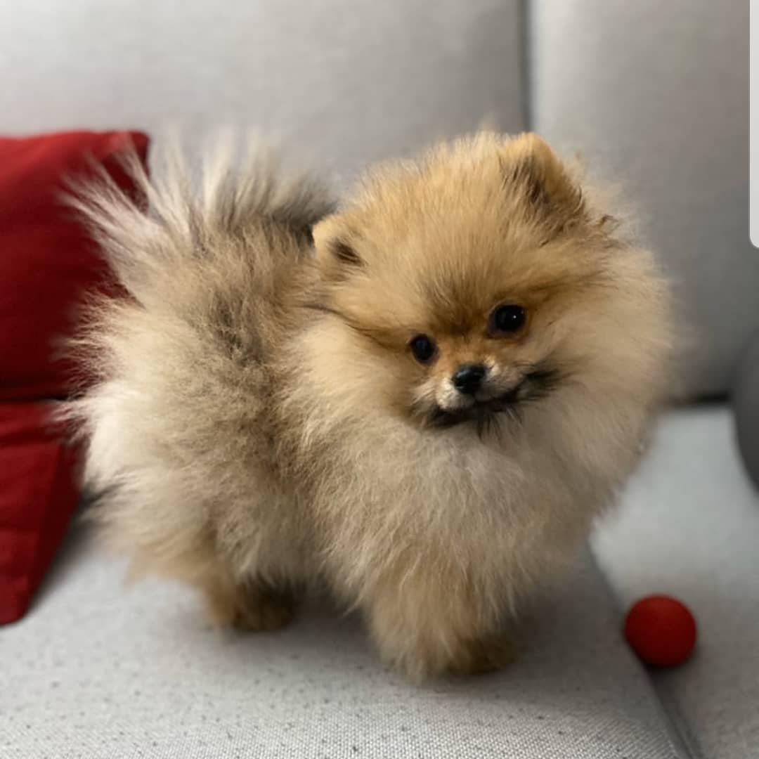 mia_pomeranian_toy_82308970_866723760431019_6765444054976222581_n