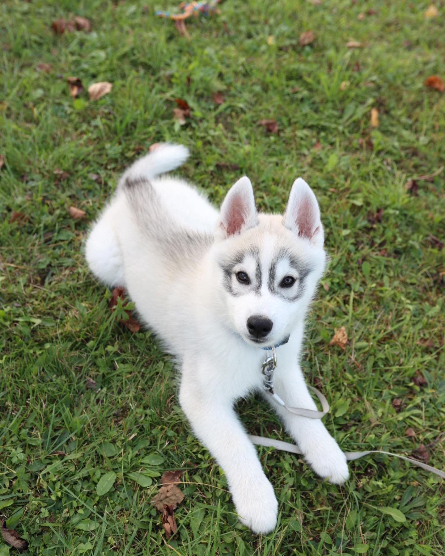 mikko_the_huskyy_1669825649_2983036211695018821_56746156541
