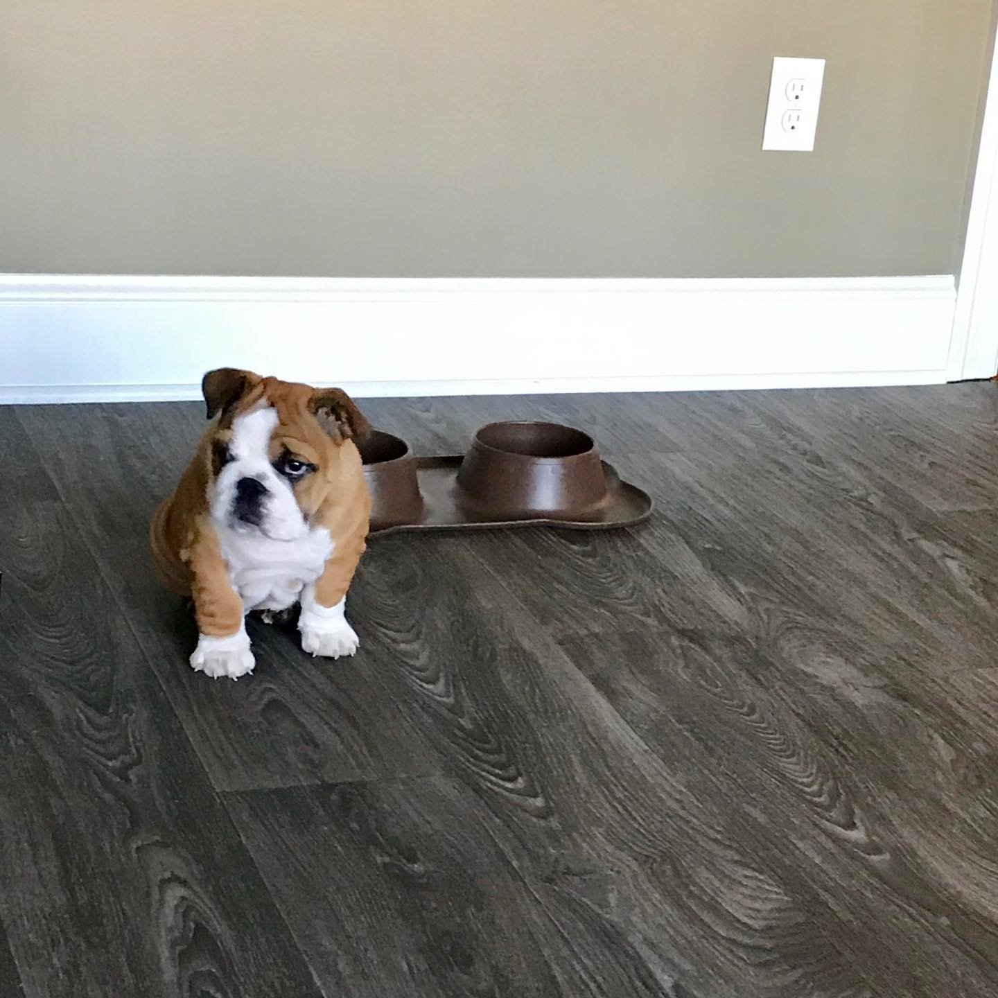 mimi_the_english_bulldog_1558615902_2050141237098239731_13135136478