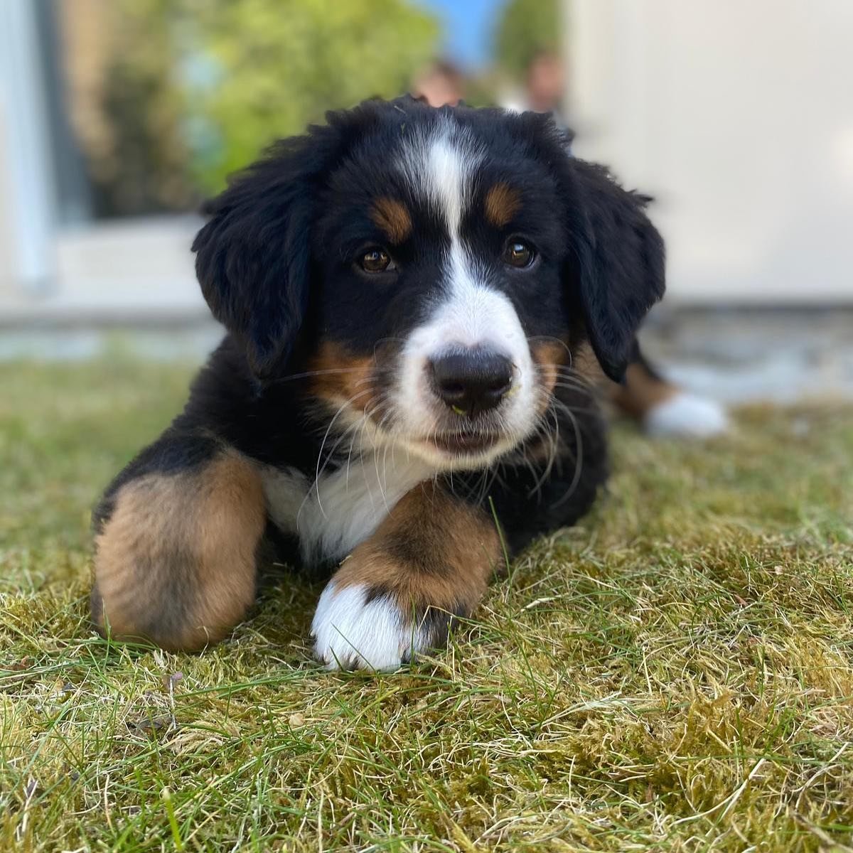 my_dog_baeri_101015092_1917803761687349_3090714059090610232_n