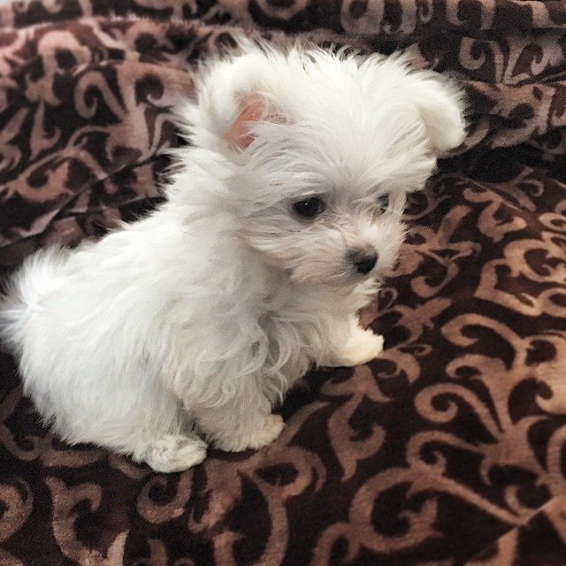 princess.lola__10983602_1659256464301617_1606755028_n
