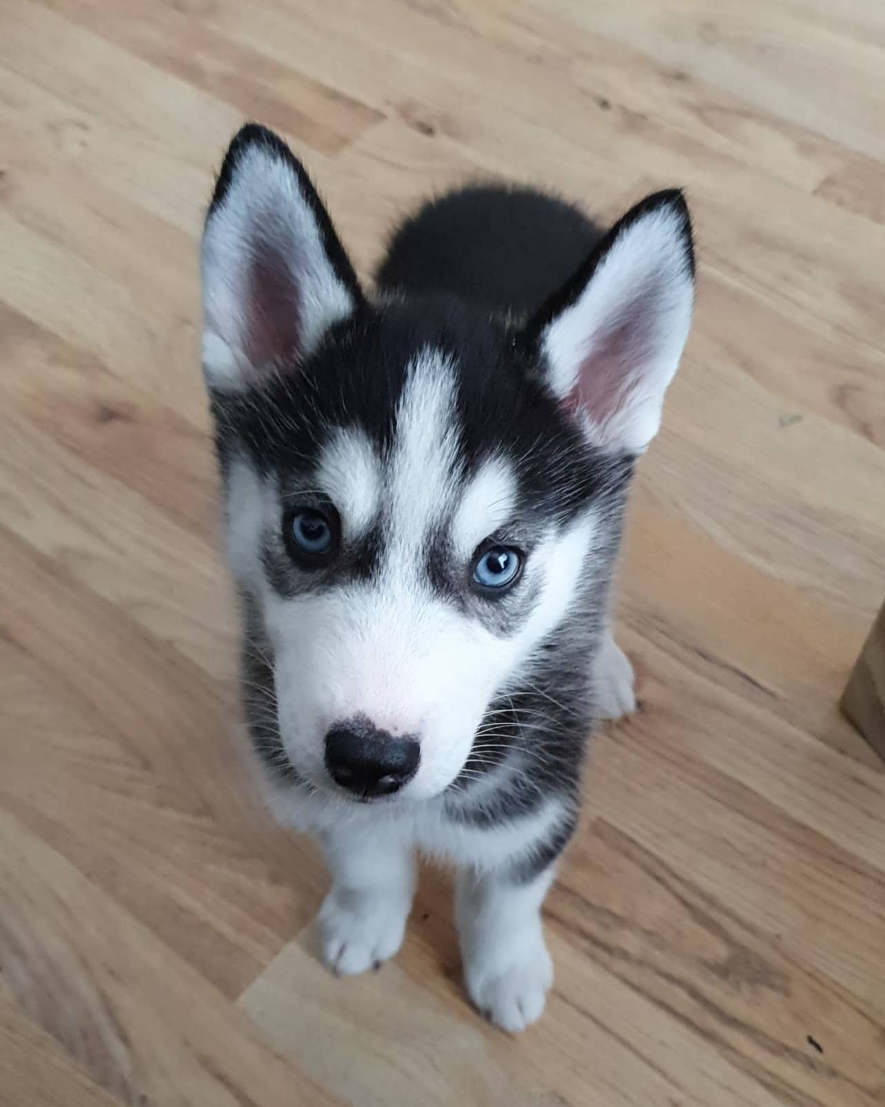 snow.the.siberian.husky_1626708348_2621342074715485839_37790307070