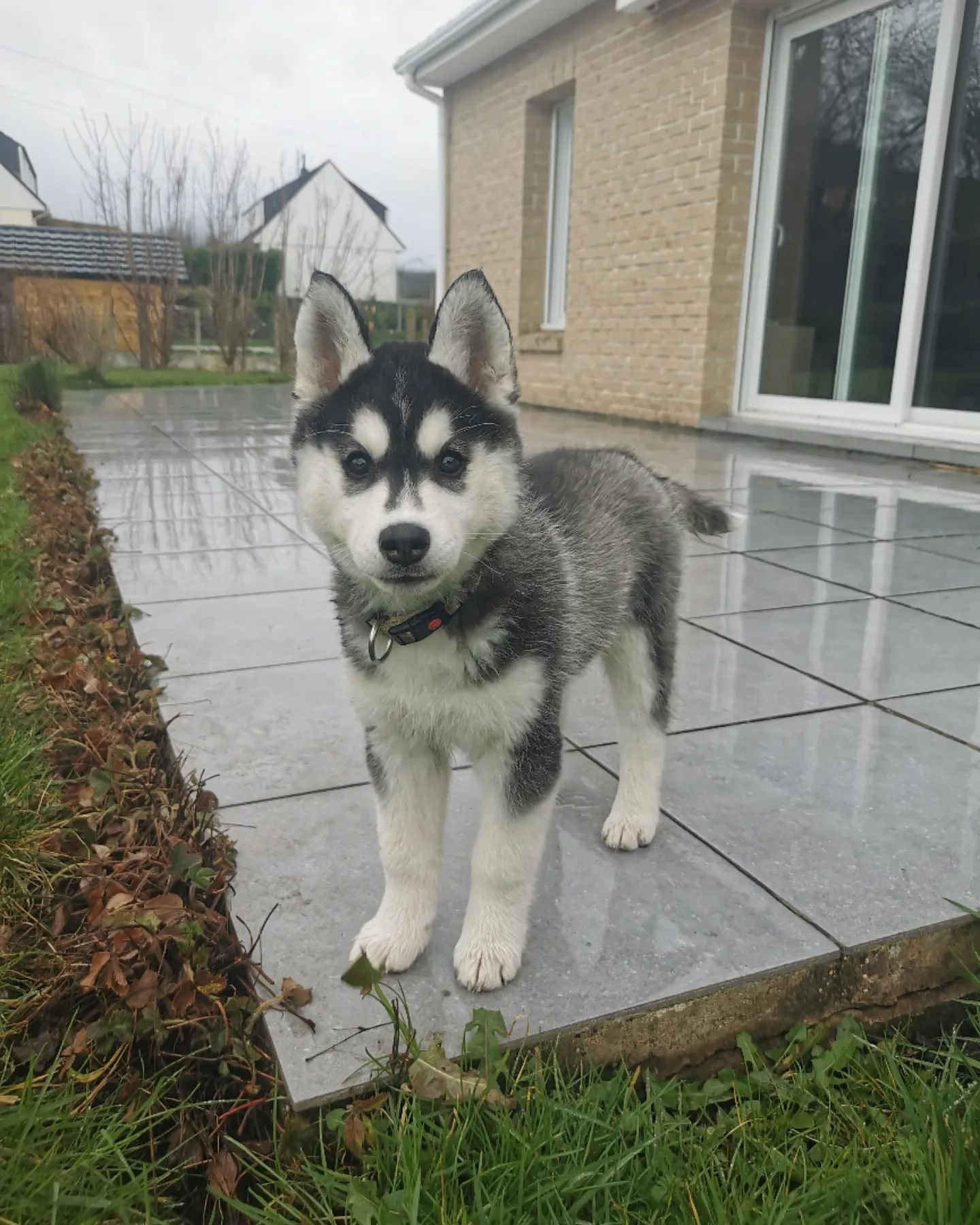 sweetie_the_siberian_husky_1649938511_2816210811837556327_52256246272