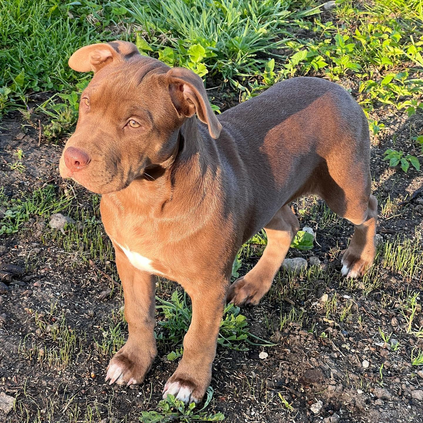 theamericanbully_ivy_279484835_368942321855668_7126569829031518557_n