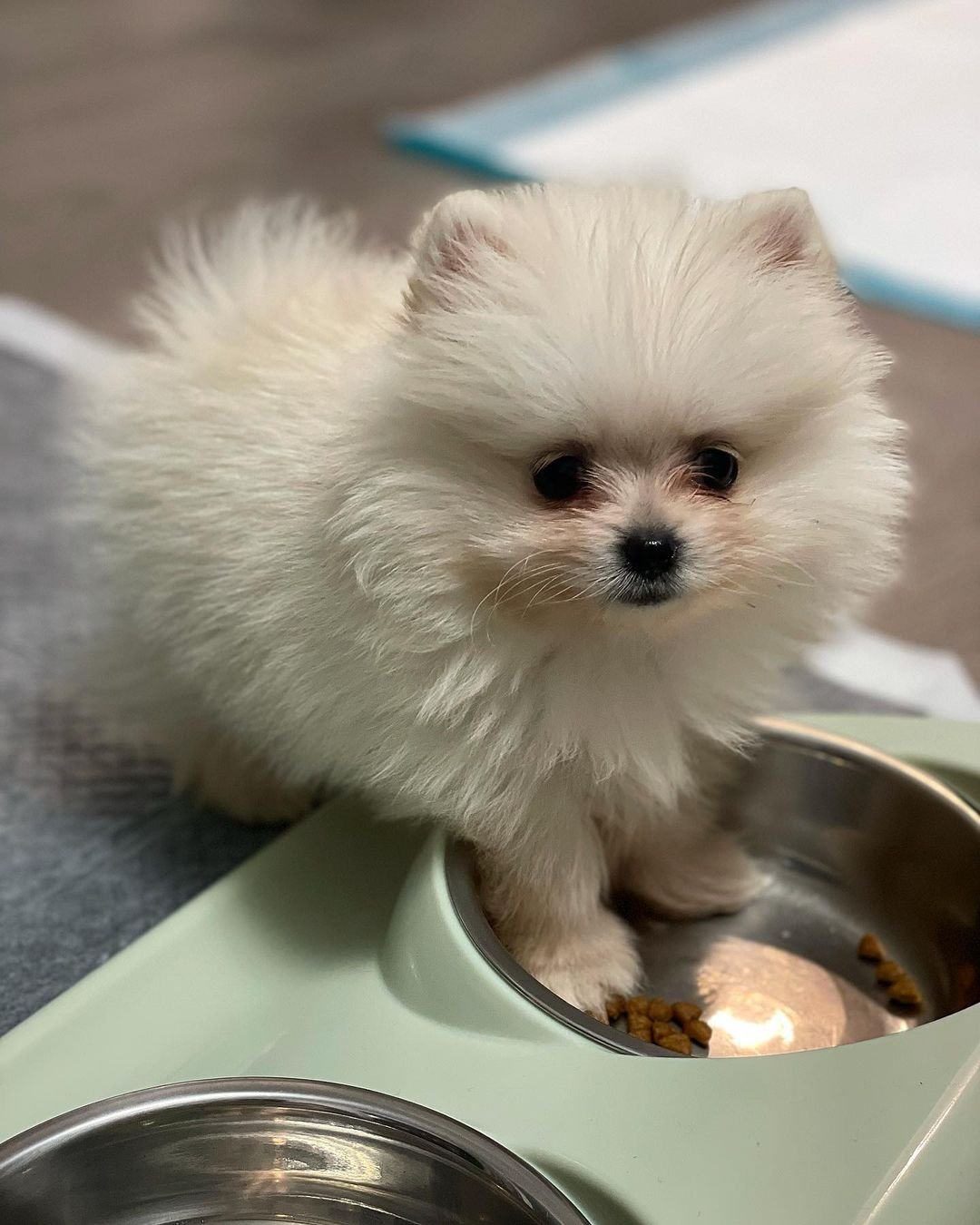 toy.pomeranianboo_249074758_462725781821313_6553702392479104575_n