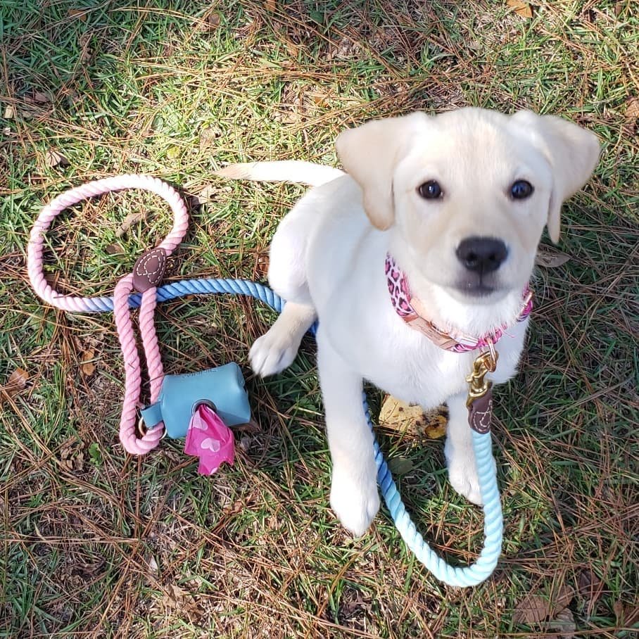 winnie_yellowlabrador_254284489_2022960617852672_2124059740110987860_n